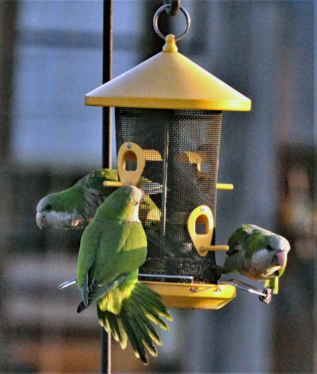 parakeets